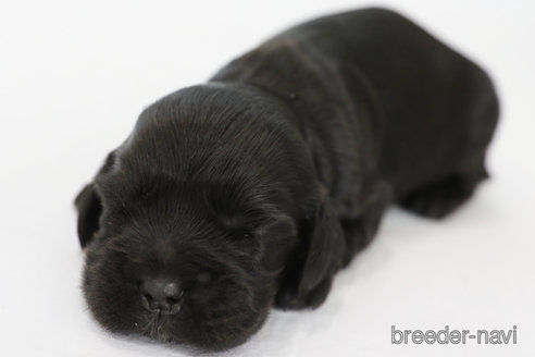 成約済の神奈川県のイングリッシュコッカースパニエル-327685